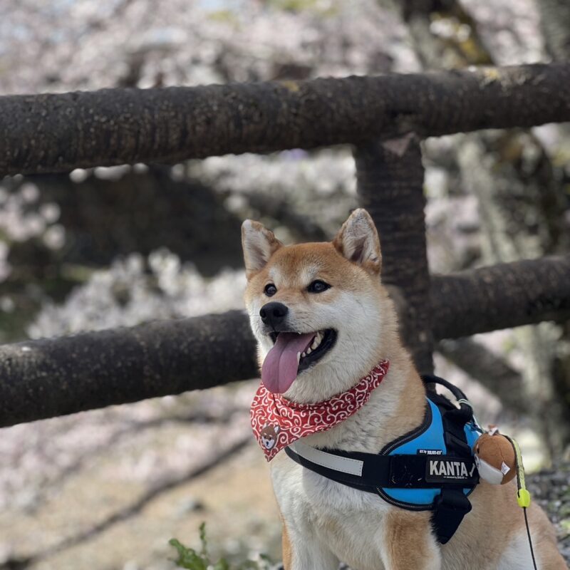 亀岡市七谷川の桜🌸とかん太君🐕