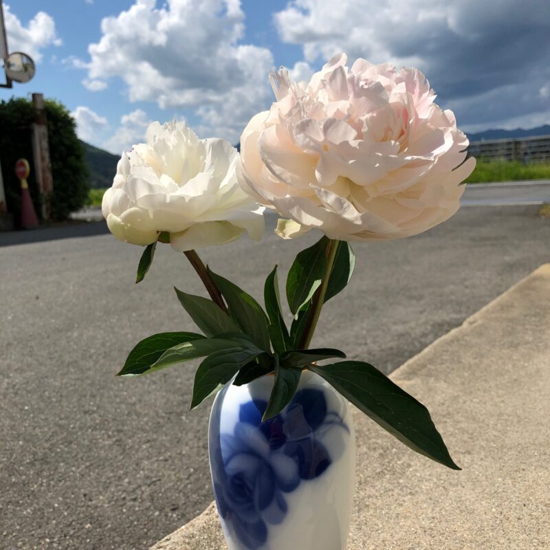 シャクヤクの続報＆お花の観察日記⑤🌼