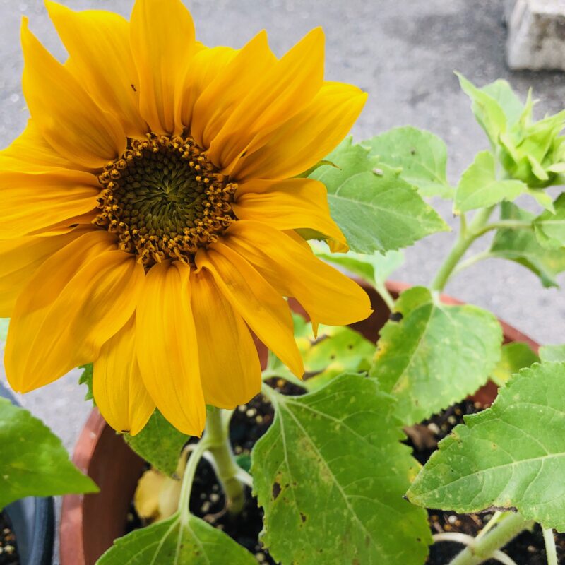 お花の観察日記⑥🌼ミニひまわり開花🌼