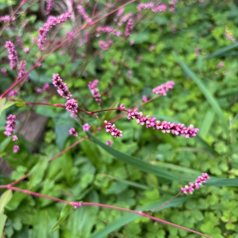 冬の収穫に向けて