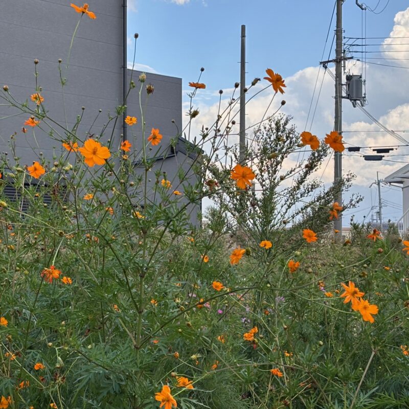 季節の移ろいとともに見つけた「小さい秋」