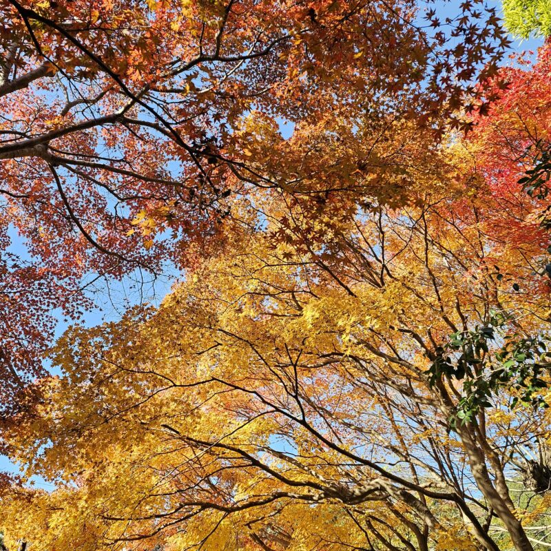 嵐山の現在地と、旅客運送業界のコンプライアンスについて