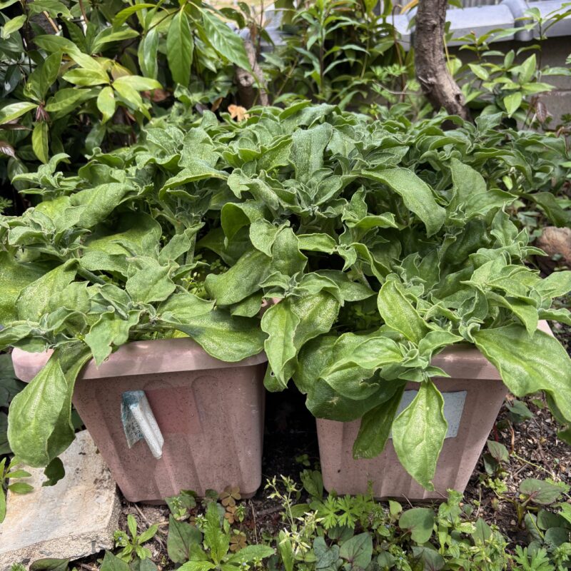 新生活と社内の畑